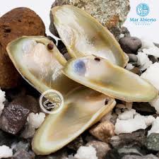 20 Machas + 10 Ostiones y Frasco de locos